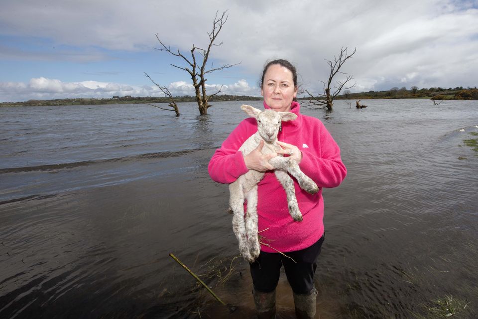 Fionnuala Mee with a newborn lamb that should be running in a field that is flooded in Funshinagh, Co Roscommon in 2024. Photo: Brian Farrell